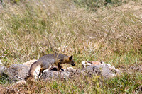 Friends of the Island Foxes; Santa Cruz