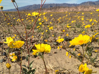 2016Beatty_DeathValley_017
