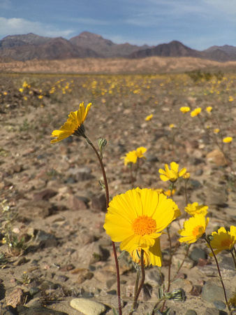 2016Beatty_DeathValley_020