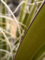 JoshuaTreeNationalPark_009