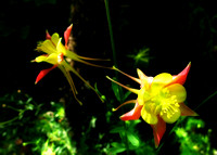columbine_006