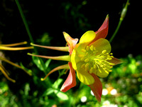 columbine_010