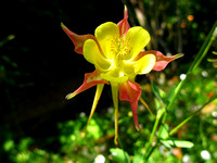 columbine_013