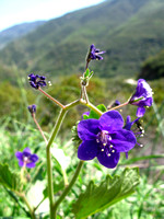 SycamoreCynFloral_031