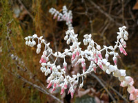 fossiltrailflowers_002